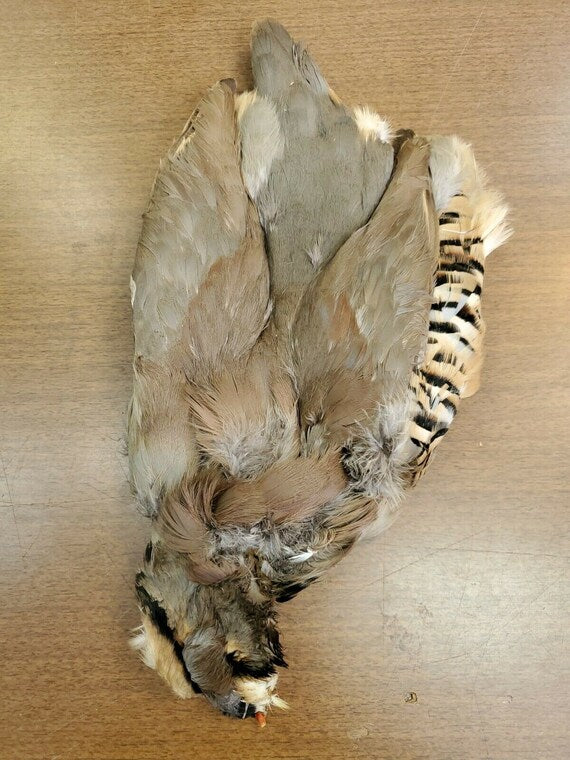 Wapsi Chukar Skin - Whole